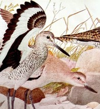 Willett And Upland Plover 1936 Bird Lithograph Color Plate Print DWU12C - $24.99