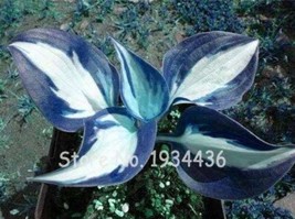 200  pcs/Pack Beautiful Hosta Fragrant Plantain Lily Bonsai Perennial Flower Gro - £8.64 GBP