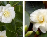 Buttermint Camellia Japonica Live Starter Plant - £40.01 GBP