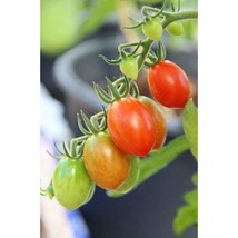 Best SELLER USA 10 Seeds Fiaschetto Di Manduria Tomato Seeds - $5.60