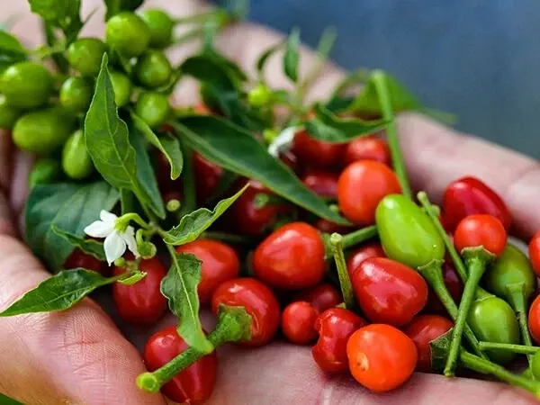 New Fresh Seeds Wild Chiltepin Hot Chilli Pepper 50 Seeds - £6.96 GBP