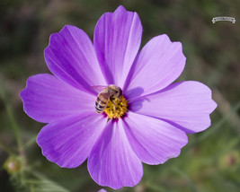 New Fresh 20 Big Blooming Purple Cosmos Flower Seeds - $3.41