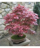 100 Red Japanese Maple Seeds - Acer palmatum Atropurpureum - Hardy Palma... - £11.76 GBP