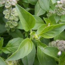 Hairy Lemon Thai Basil Seeds Ocimum Canum 40 Seeds US Seller Fast Shipping - £11.83 GBP