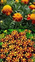 FA Store 200 Seeds French Marigold Court Jester &amp; Double Dwarf Tall &amp; Short Mix - £7.92 GBP