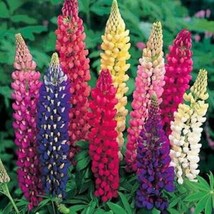 Lupine Russell Mix 50 Seeds Red Pink Yellow Pink White &amp; BiColors - £5.45 GBP