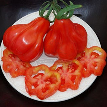 5 Packs 40 Seeds Tlacolula Tomato Vegetable Edible Plants Organic Seeds Fresh Se - $20.02