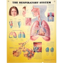 1999 Respiratory System Anatomical Chart Laminated Poster Medical Hospit... - $49.99