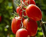 Rio Grande Tomato Seeds Non-Gmo 50 Seeds Heirloom Determinate Fast Shipping - $8.99