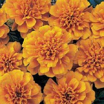 US Seller 50 Marigold Seeds French Bonanza Orange Flower Seeds Fast Shipping - $21.00