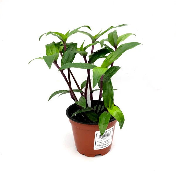 PSStore Tripogandra Serrulata Purple Scimitars 3.5 Until 4 Inch Pot - $24.98