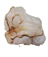 Rock Art Relic ~ Animal image ~ 2 inch ~ Chalcedony - $37.42