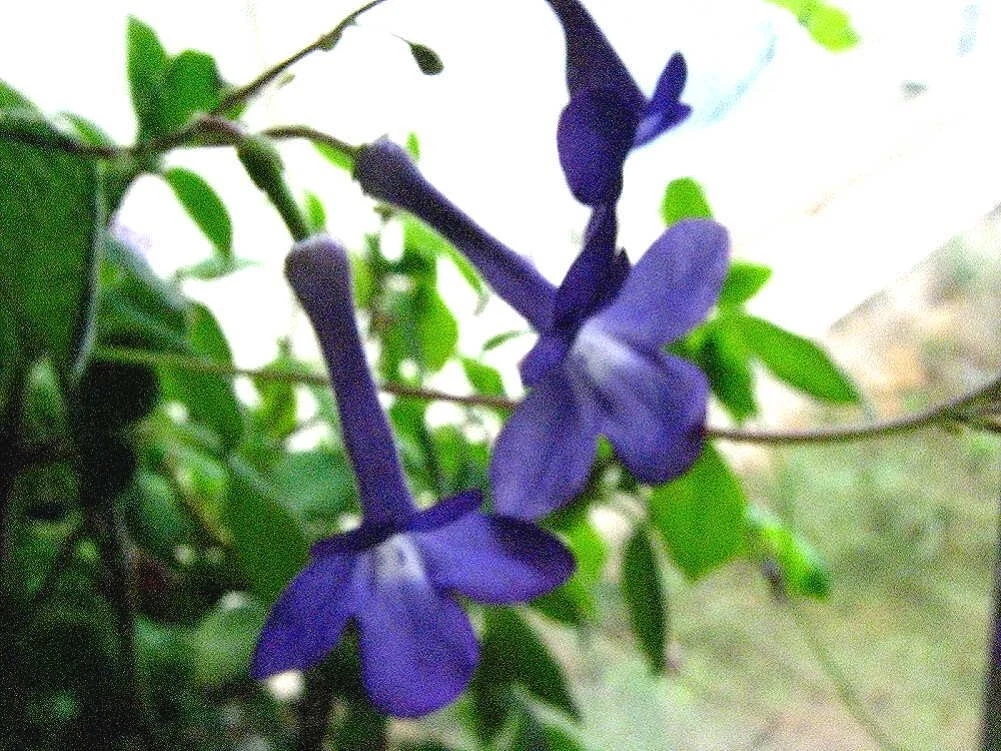 Potted Nodding Violet Plant, 5-7 inches. Guaranteed Healthy. Streptocarpella - $655.01 MXN