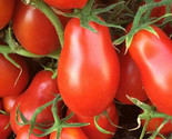Italian Roma Tomato Seeds 50 Determinate Garden Vegetables Sauce Fast Sh... - £7.22 GBP