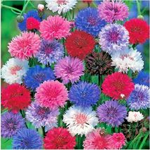 500 Seed Dwarf Bachelor Button &quot;Polka Dot Mix&quot; Flower Blue Purple Pink Red White - £12.93 GBP