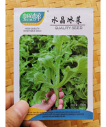 Goodidea 100PCS / 3000PCS Ice Plant Seeds Edible Plant mesembryanthemum ... - £5.53 GBP