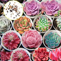 THJAR 1000 Hens And Chicks Cactus Succulent Seeds To Plant - £34.62 GBP