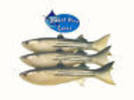 12&quot; Artificial Imitation Striped Mullet Trolling Lure Package of 3 - $29.95