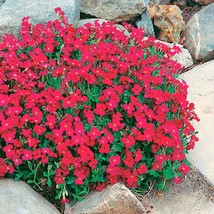 50 Aubrieta Cascade Red Flower Seeds Fast Ship Fresh Seeds USA SELLER - £10.80 GBP