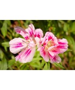 MBK 35 Mississippi Silver Brown Cowpea Seeds Fast Ship - $12.98