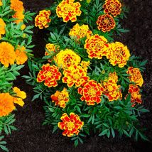 Jumbo Marigold Crackerjack Mixed Flowers - Seeds - Organic - Non Gmo - Heirloom - £4.71 GBP