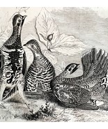 Canadian Spotted Grouse Victorian 1856 Bird Wood Engraving Antique Natur... - $54.86 CAD