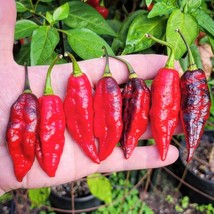 Texas Blood Ghost Hot Pepper Seeds (5 Pack) - Grow Your Own Extreme Heat Peppers - £5.59 GBP