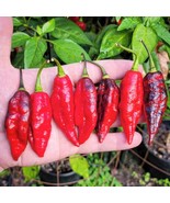 Texas Blood Ghost Hot Pepper Seeds (5 Pack) - Grow Your Own Extreme Heat... - £5.60 GBP