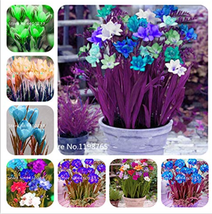 SL 120 Pcs Colorful Freesia Seeds True Fragrant Gorgeous Freesia Seedspl... - $2.06