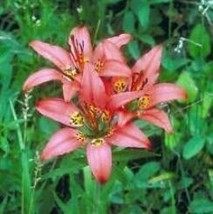 Lilium Philadelphicum Philadelphia Prairie Or Wood Lily 10 Seeds Ing And Plantin - $8.33