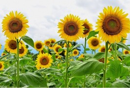 60 Seeds Giant Sunflower Seeds for Planting Heirloom Non-GMO - £13.43 GBP