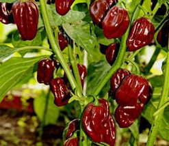 20 Seeds Chocolate Habanero Pepper Seeds USA Garden - $10.50