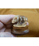 (TB-WART-1) tan wild Warthog wart hog tagua nut figurine Bali detailed c... - €40,52 EUR