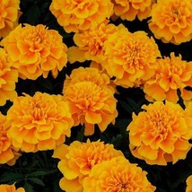 US Seller Marigold Seeds 50 Marigold Chica Gold Compact Marigold New Fast Shippi - $23.00