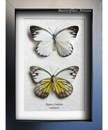 Perfect Gift Set Appias Cardena Real Butterflies Framed Entomology Shadowbox - $125.50 CAD