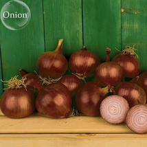 Red Creole Onion Vegetables 100 Seeds Edible Tasty Vegetables Fresh - £6.17 GBP