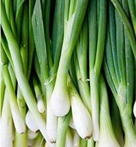 Fresh Green Tokyo Bunching Onion Seeds 150 Seed Grow Your Own Food Tasty Salad O - $19.96