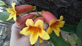 Live Plants Tangerine Beauty Bignonia Capreolata Cross Vine Yellow Orange Flower - £48.10 GBP