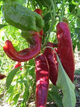 Velarde Chile - a traditional chile from Northern New Mexico - $5.25