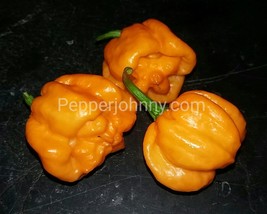 Hot pepper Bahamian Goat  10+ pepper seeds, habanero from the bahamas - £2.12 GBP