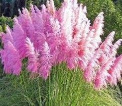 400 Seeds Mixed Colors Pampas Grass Bonsai for Balcony Decor - £10.54 GBP