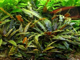 Live Aquarium Plants Cryptocoryne Wendtii Brown in Vitro Crypt Tropica Carpet - £23.50 GBP