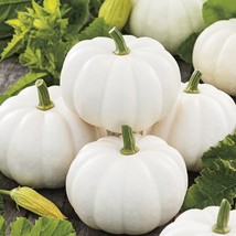 Baby Boo Pumpkin Seeds Untreated White Mini Little Gourd Fall Squash Seed  - £4.69 GBP