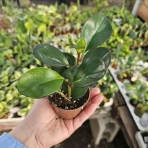 Peperomia clusiifolia Red Margin | Radiator Plant | Peperomia | 2in pot - $14.84