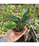 Peperomia clusiifolia Red Margin | Radiator Plant | Peperomia | 2in pot - €12,74 EUR Peperomia clusiifolia Red Margin | Radiator Plant | Peperomia | 2in pot - €12,74 EUR