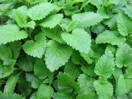 Lemon Balm Seeds, Melissa, Sweet Balm, Mint, NON-GMO, Variety Sizes, FRE... - €1,69 EUR+