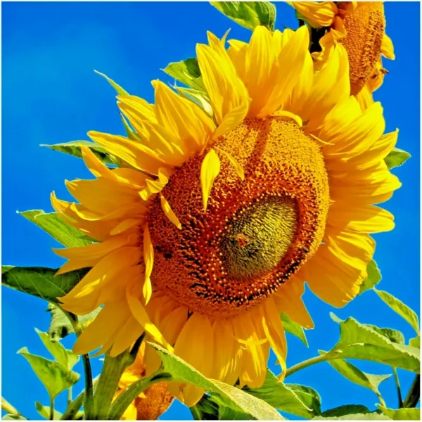 50+Mammoth Grey Stripe Sunflower Seeds Organic Giant Native Wildflower E... - $7.50