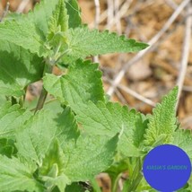 LWSTORE Catnip Seeds Non Gmo Garden Seeds 1000 Seeds USPS Shipping - $8.42