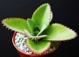 FROM US 4&quot; Rare Succulent Kalanchoe daigremontiana Mother of thousands EC14 - £26.21 GBP