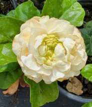 Super Fragrant! Grand Duke of Tuscany Jasmine Starter Live Plant 2 to 3&quot; tall - $13.20